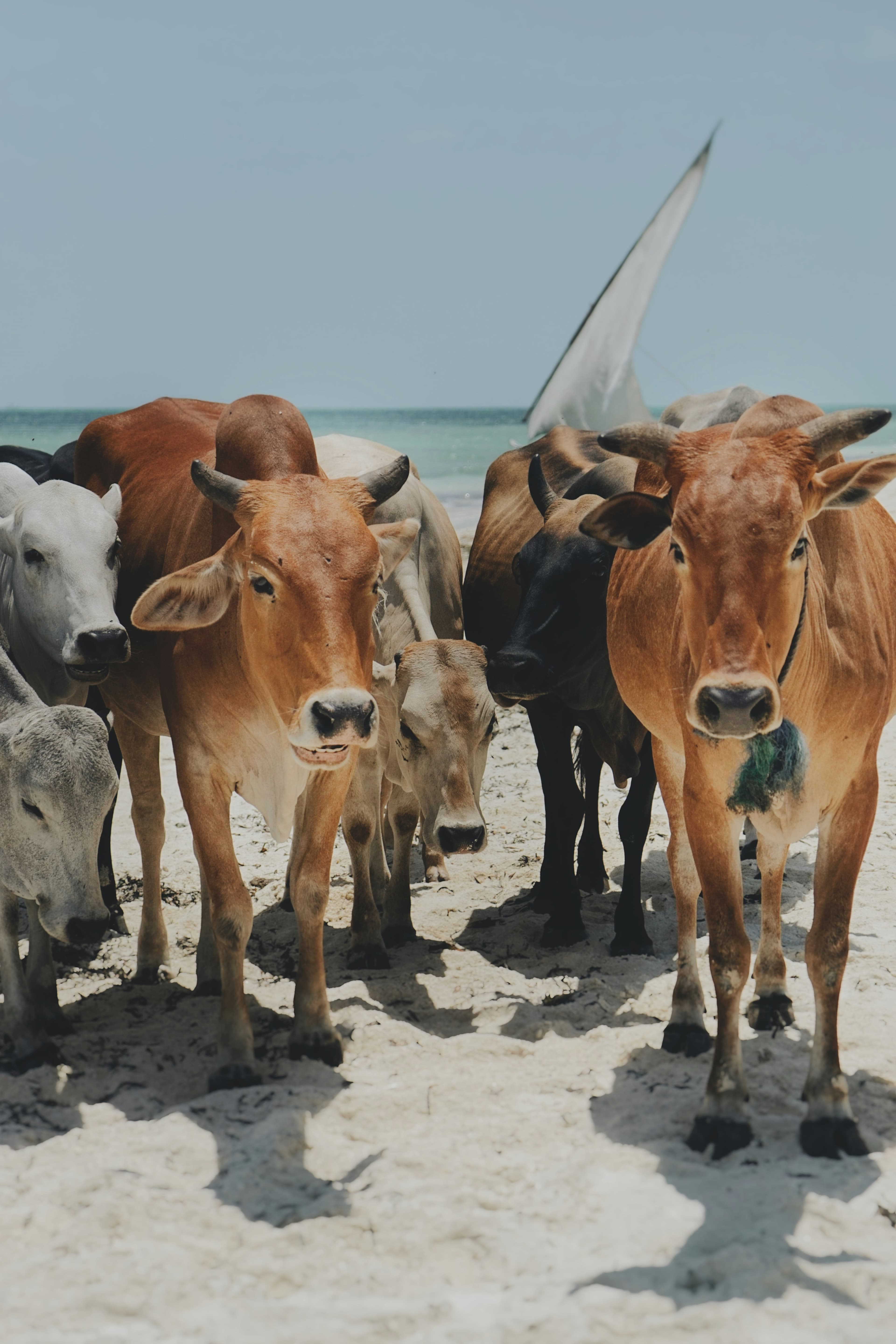 Value Chains in Arid Lands: How Northern Kenya Can Link up with Markets