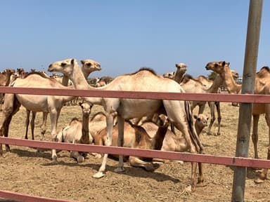 Barwaaqo Jubaland: Climate Resilience & Environmental Restoration – Afmadow–Badhaadhe Corridor